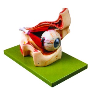 Model of Eyeball with Part of Orbit